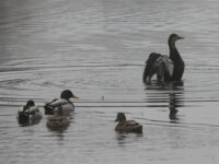 American Black Duck (right) with Mallards in Lancaster County (February 2026) - Wild Bird Guide American Black Duck (right) with Mallards in Lancaster County (February 2026)