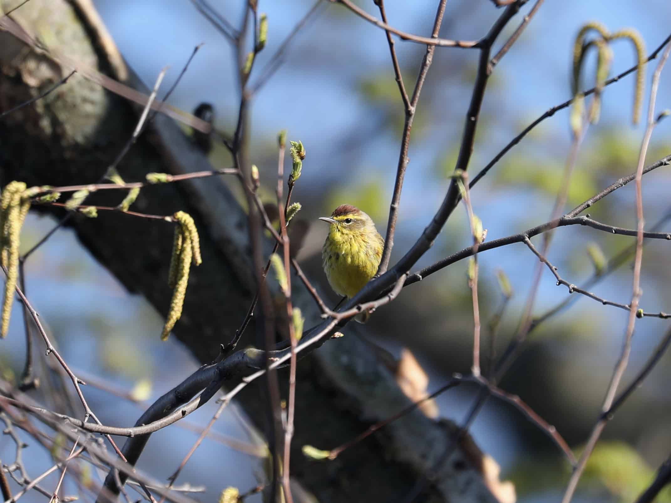Palm Warbler in York County (April 2026)