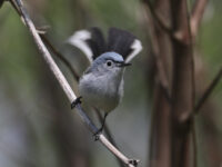 Blue-gray Gnatcatcher flashing its distinctive tail in Lancaster County (April 2026) - Wild Bird Guide Blue-gray Gnatcatcher flashing its distinctive tail in Lancaster County (April 2026)