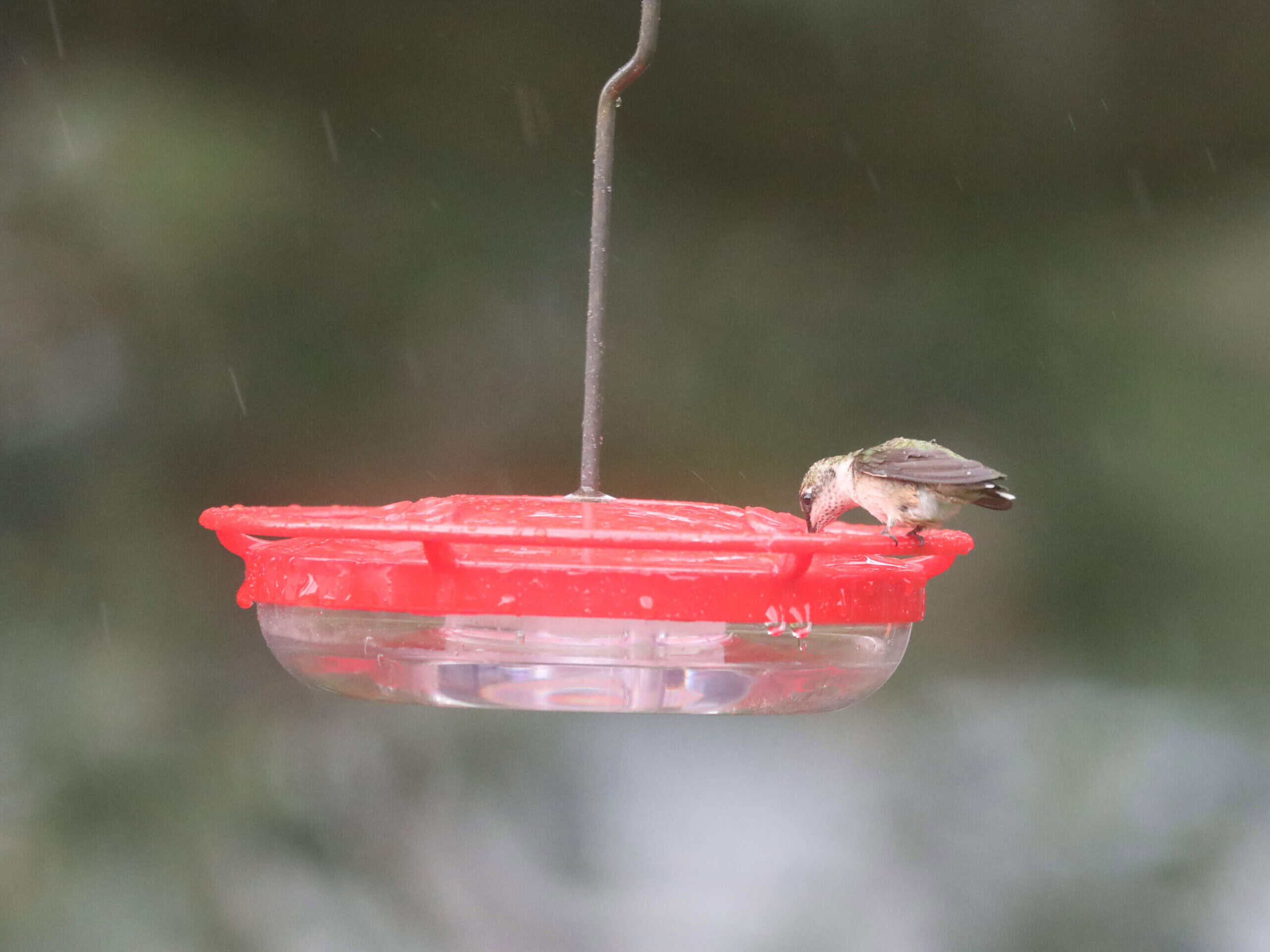 Ruby-throated Hummingbird in Dan & Melissa’s yard (August 2021)