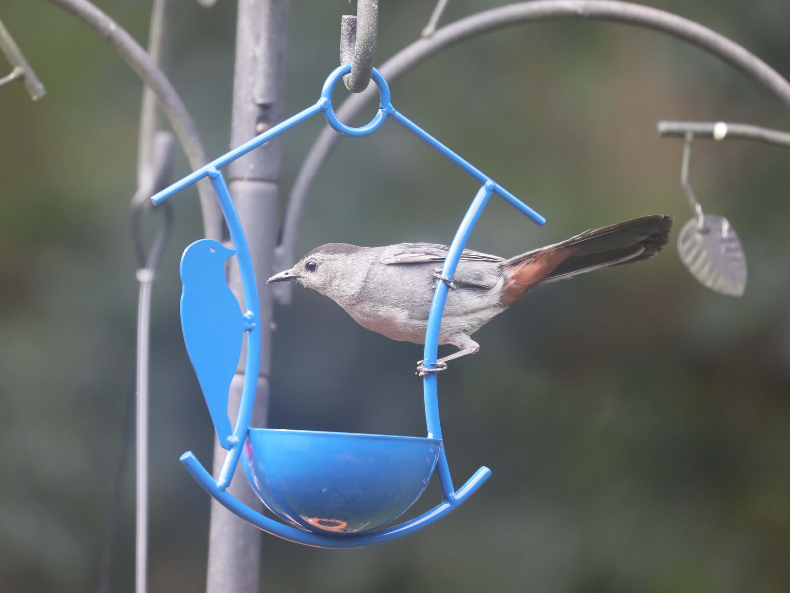 Gray Catbird in Dan & Melissa’s yard (July 2022)