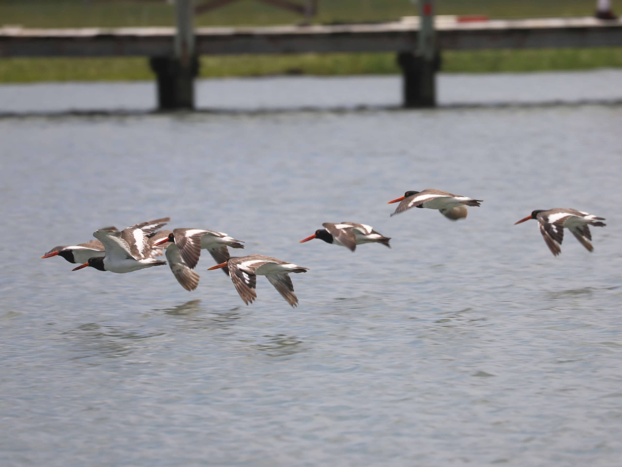 American Oystercatchers in Maryland (June 2026) - Wild Bird Guide American Oystercatchers in Maryland (June 2026)