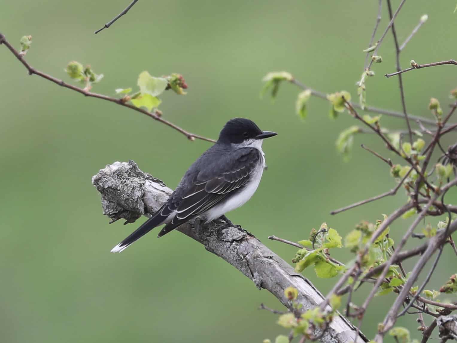 Eastern Kingbird (adult) in Mercer County (April 2024) - Wild Bird Guide Eastern Kingbird (adult) in Mercer County (April 2024)