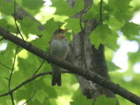 Veery in Lancaster County (May 2026) - Wild Bird Guide Veery in Lancaster County (May 2026)