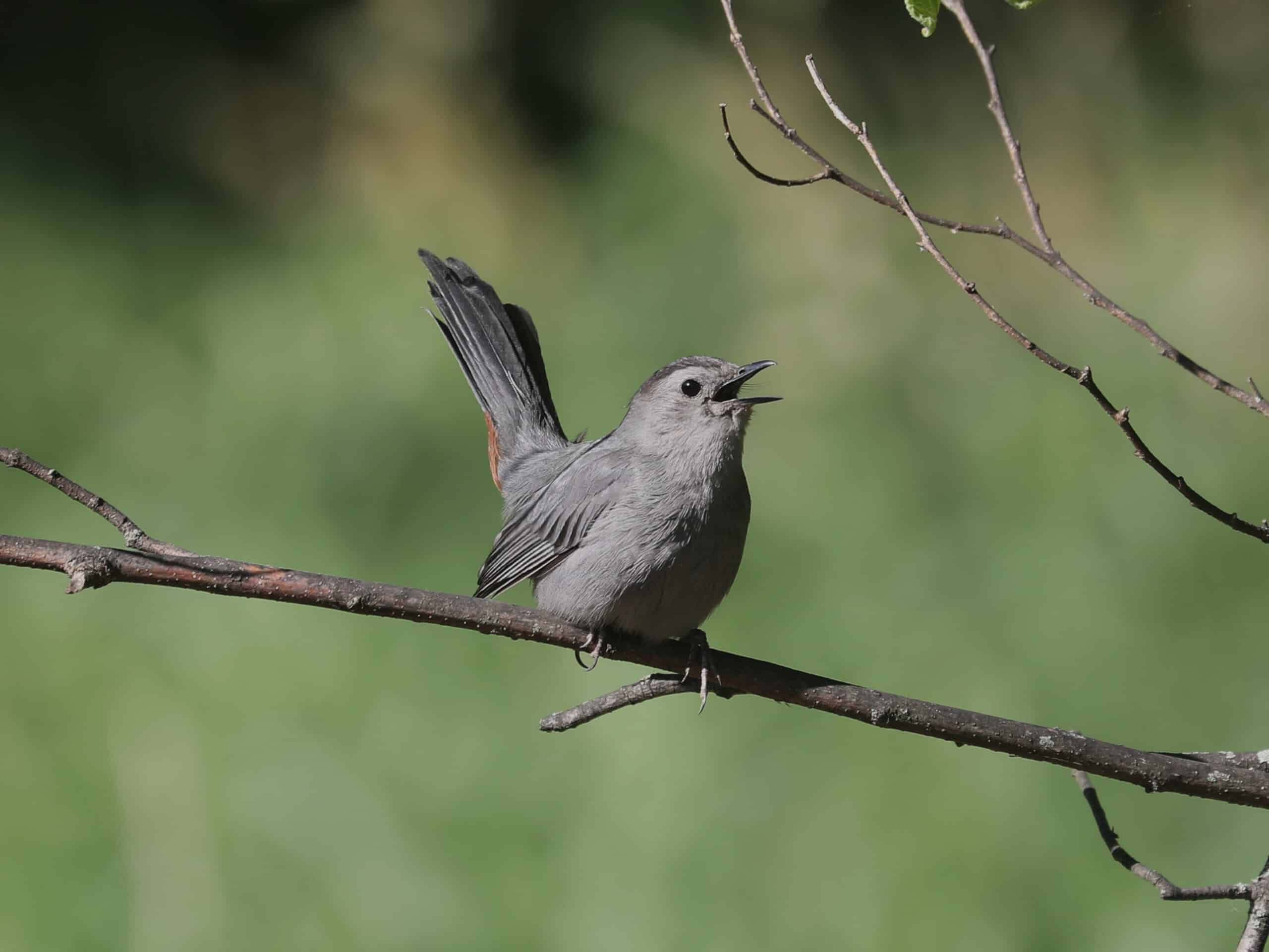 Gray Catbird (adult) in Dauphin County (June 2026). - Wild Bird Guide - Wild Bird Guide Gray Catbird (adult) in Dauphin County (June 2026).