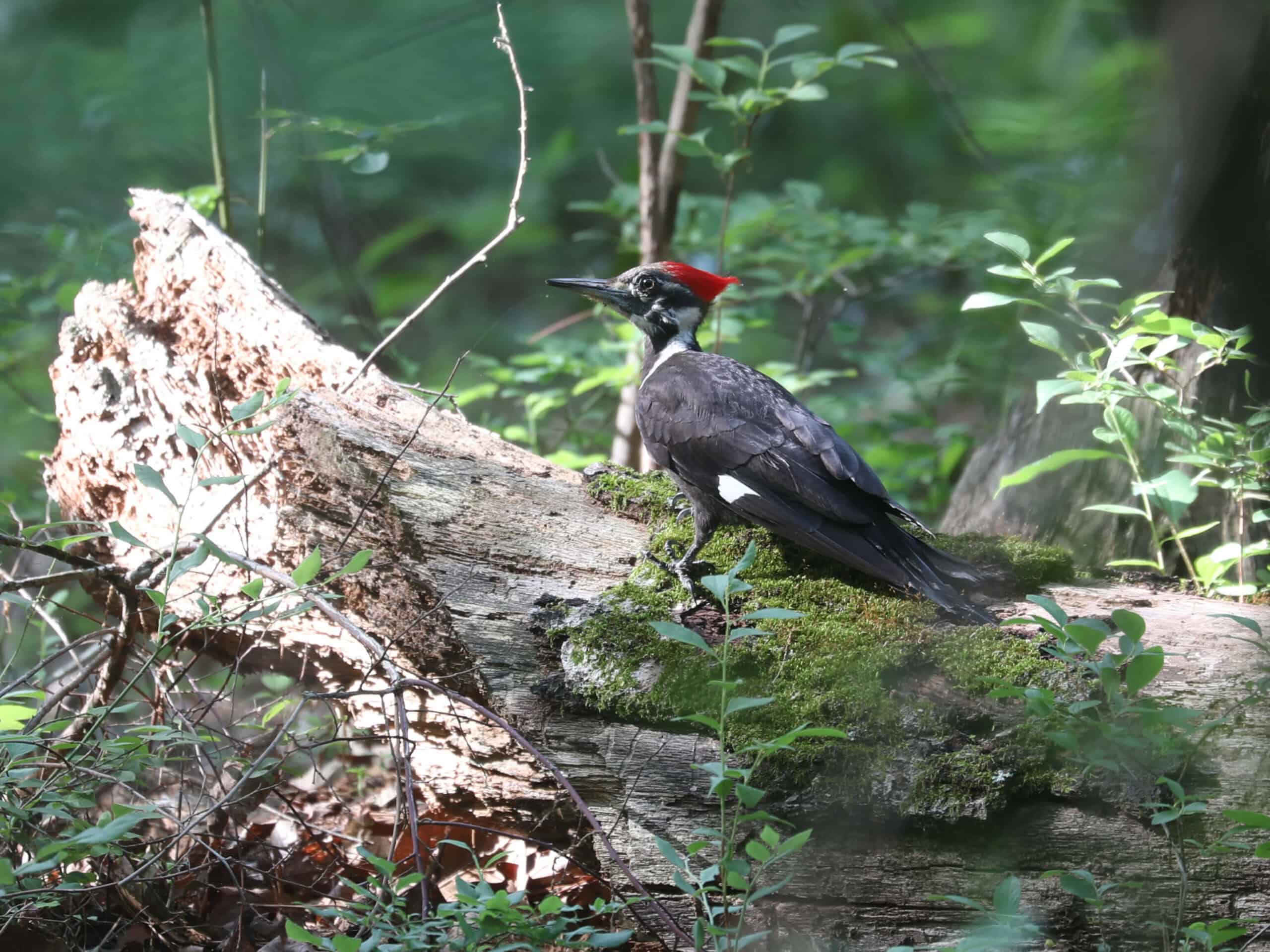Pileated Woodpecker (female) in Maryland (June 2026) - Wild Bird Guide Pileated Woodpecker (female) in Maryland (June 2026)