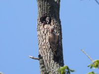 Northern Flicker nest in Lancaster County (July 2026) - Wild Bird Guide Northern Flicker nest in Lancaster County (July 2026)