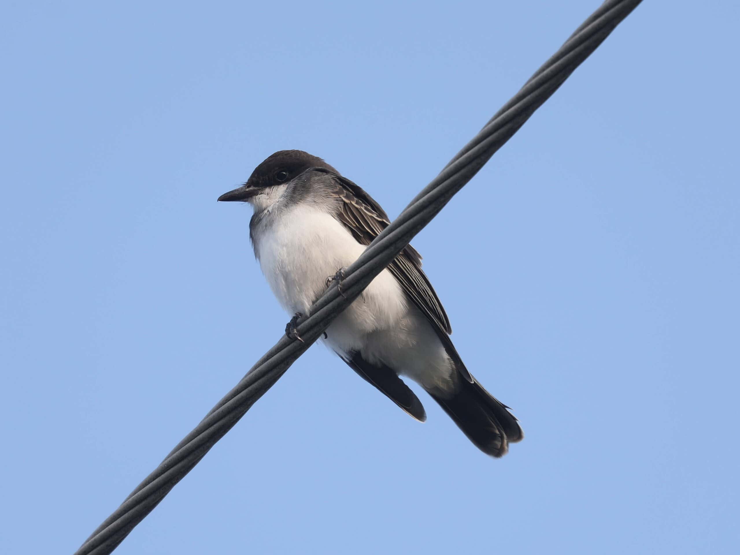 Eastern Kingbird (juvenile) outside the Wild Birds Unlimited Nature Shop in York (July 2026).