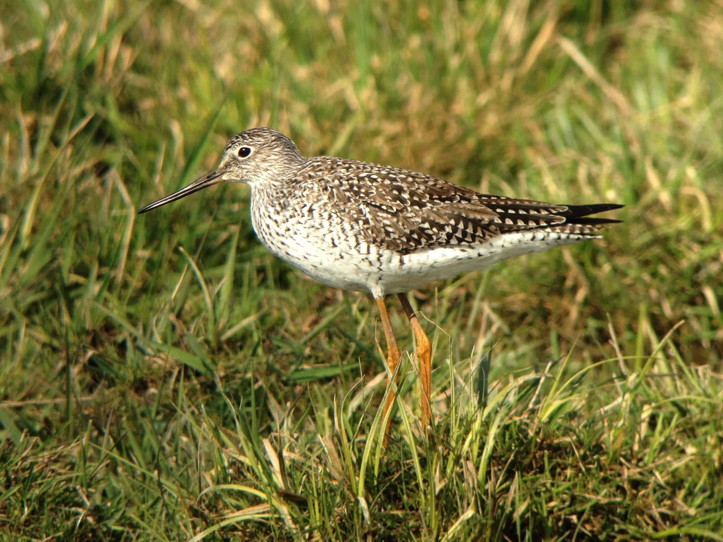 Greater Yellowlegs in Berks County (March 2016). - Wild Bird Guide Greater Yellowlegs in Berks County (March 2016).