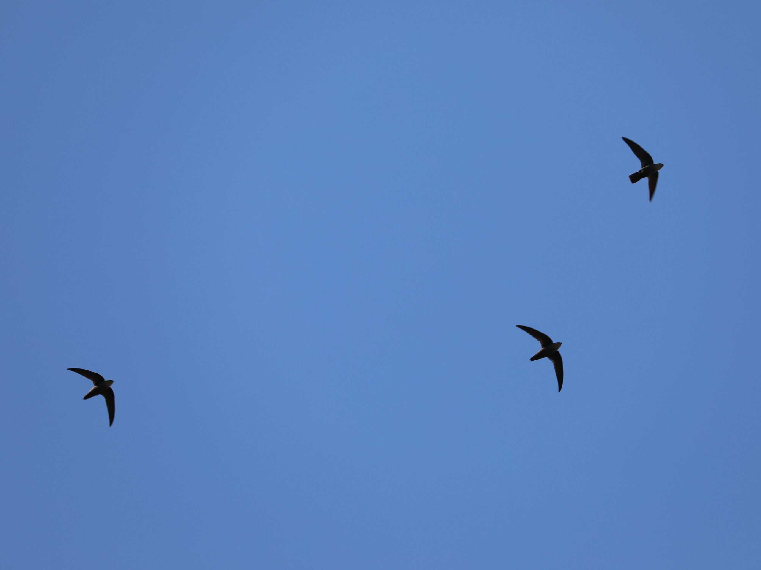 Chimney Swifts flying above Dan & Melissa’s yard (May 2021).
