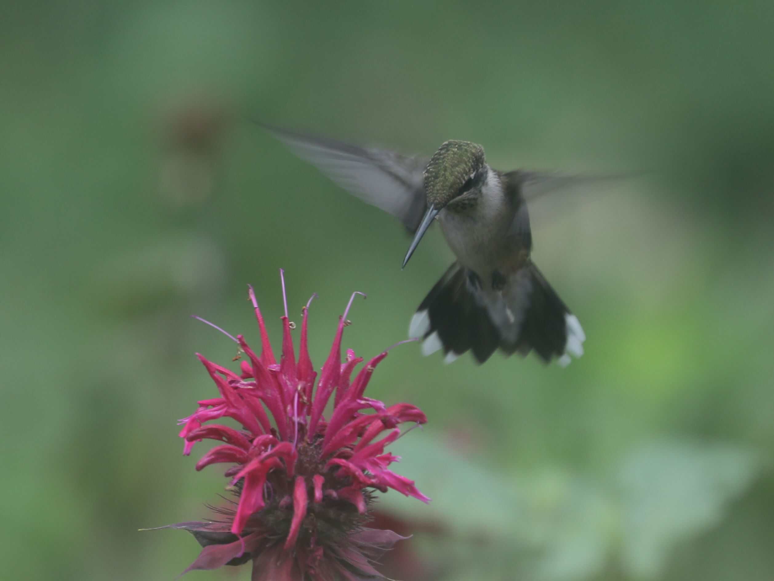 Ruby-throated Hummingbird in Dan & Melissa’s yard (July 2023).