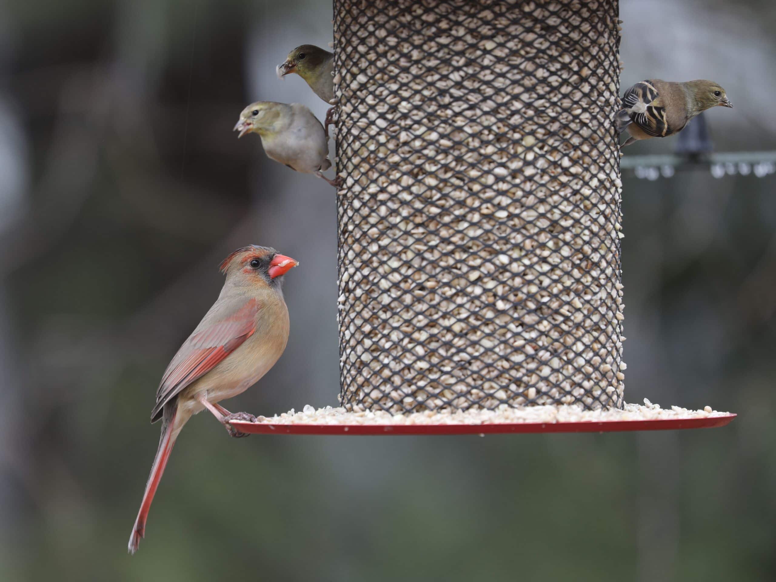 Northern Cardinal (female) with American Goldfinches in Dan & Melissa’s yard (February 2026).