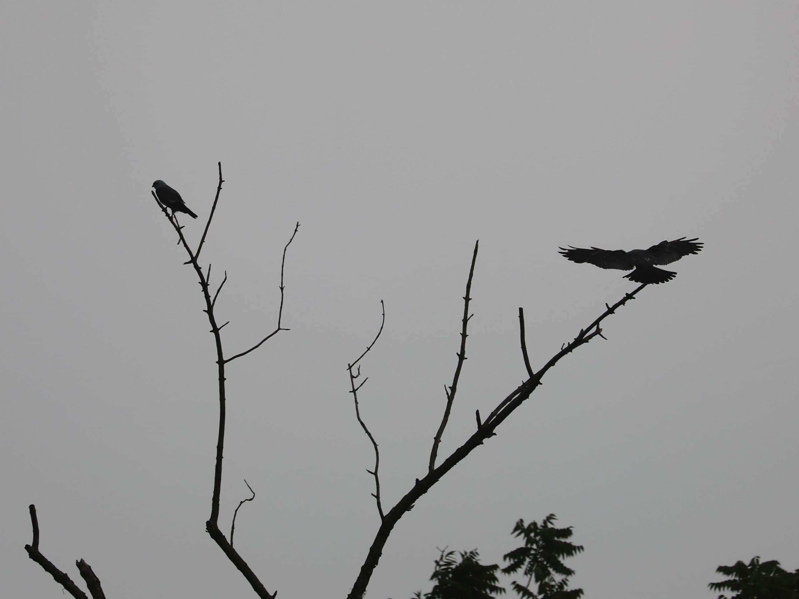 Mississippi Kites in Dauphin County (August 2026).
