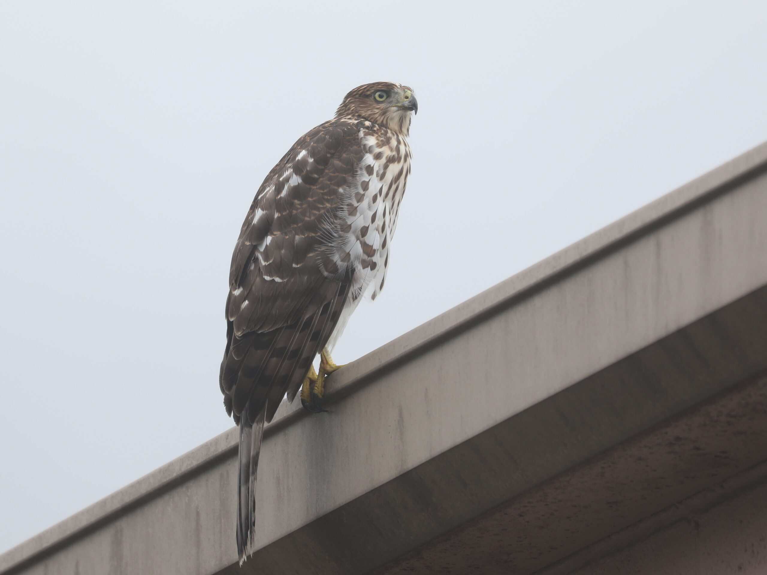 Cooper’s Hawk outside the Wild Birds Unlimited Nature Shop in Lancaster (August 2026). - Wild Bird Guide Cooper’s Hawk outside the Wild Birds Unlimited Nature Shop in Lancaster (August 2026).