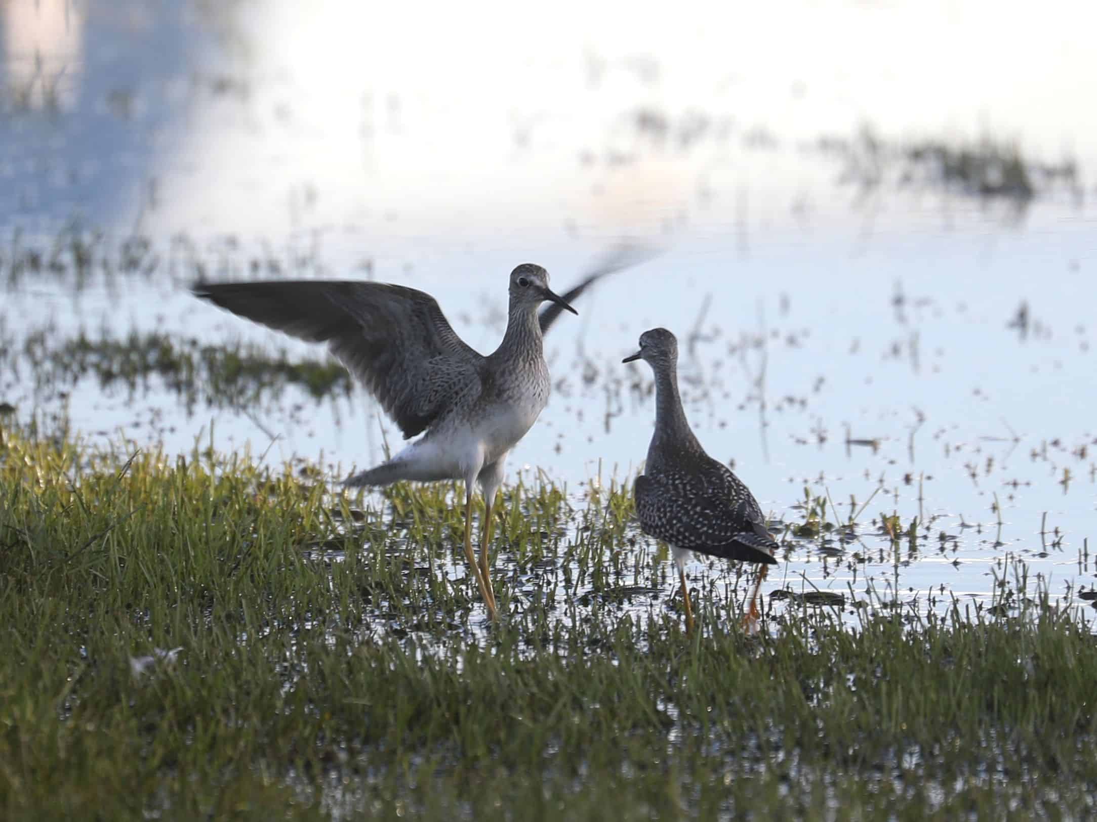 Lesser Yellowlegs in Lancaster County (August 2026). - Wild Bird Guide Lesser Yellowlegs in Lancaster County (August 2026).