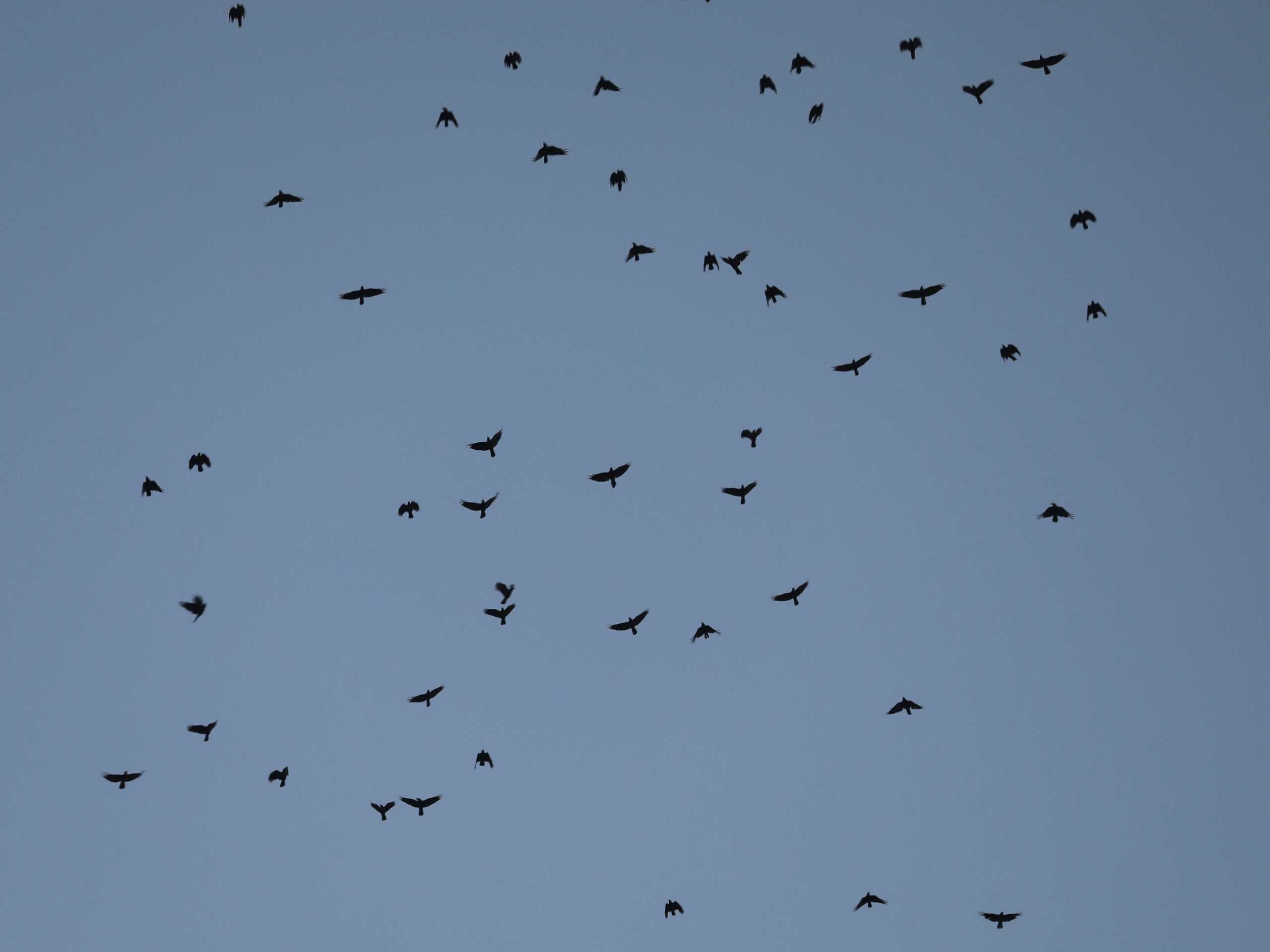 American Crows in Maryland (September 2026).