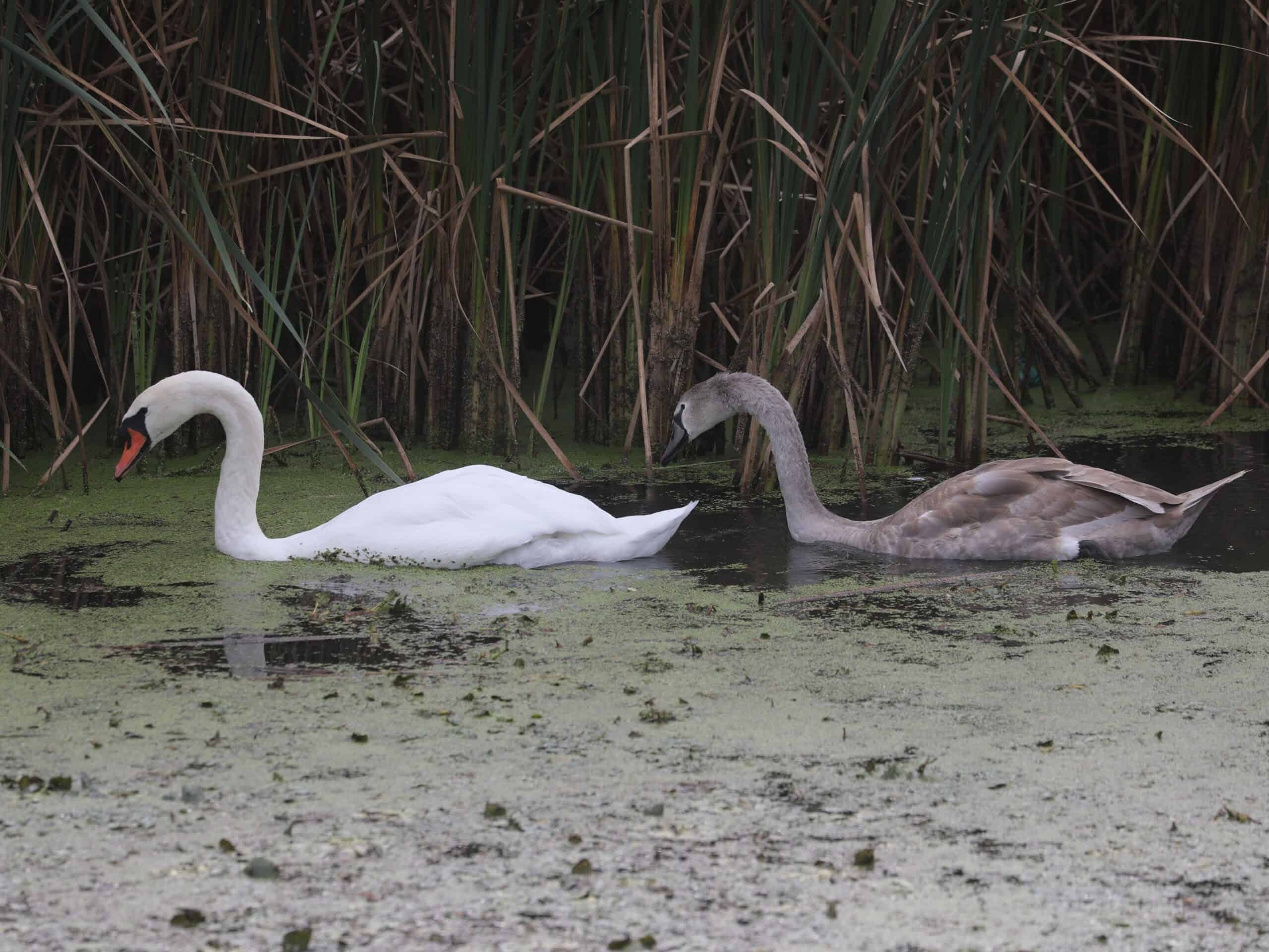 Mute Swans (adult and juvenile) near Lake Ontario in New York (September 2026).
