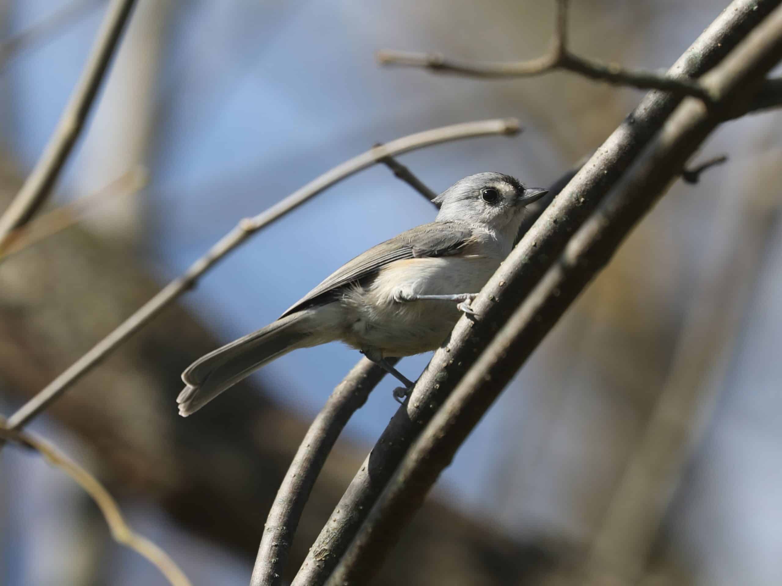 Tufted Titmouse in York County (October 2026).